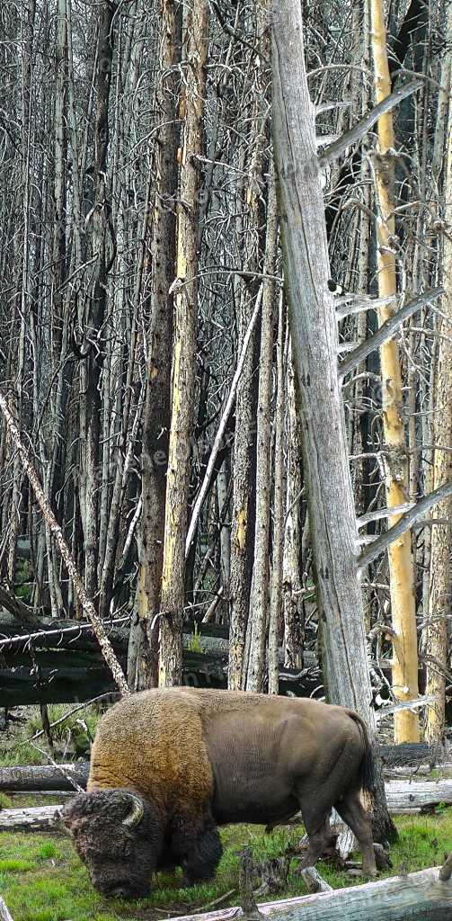 After the Fire by Marlene Olson American Western Landscapes by Marlene Olson – After the Fire