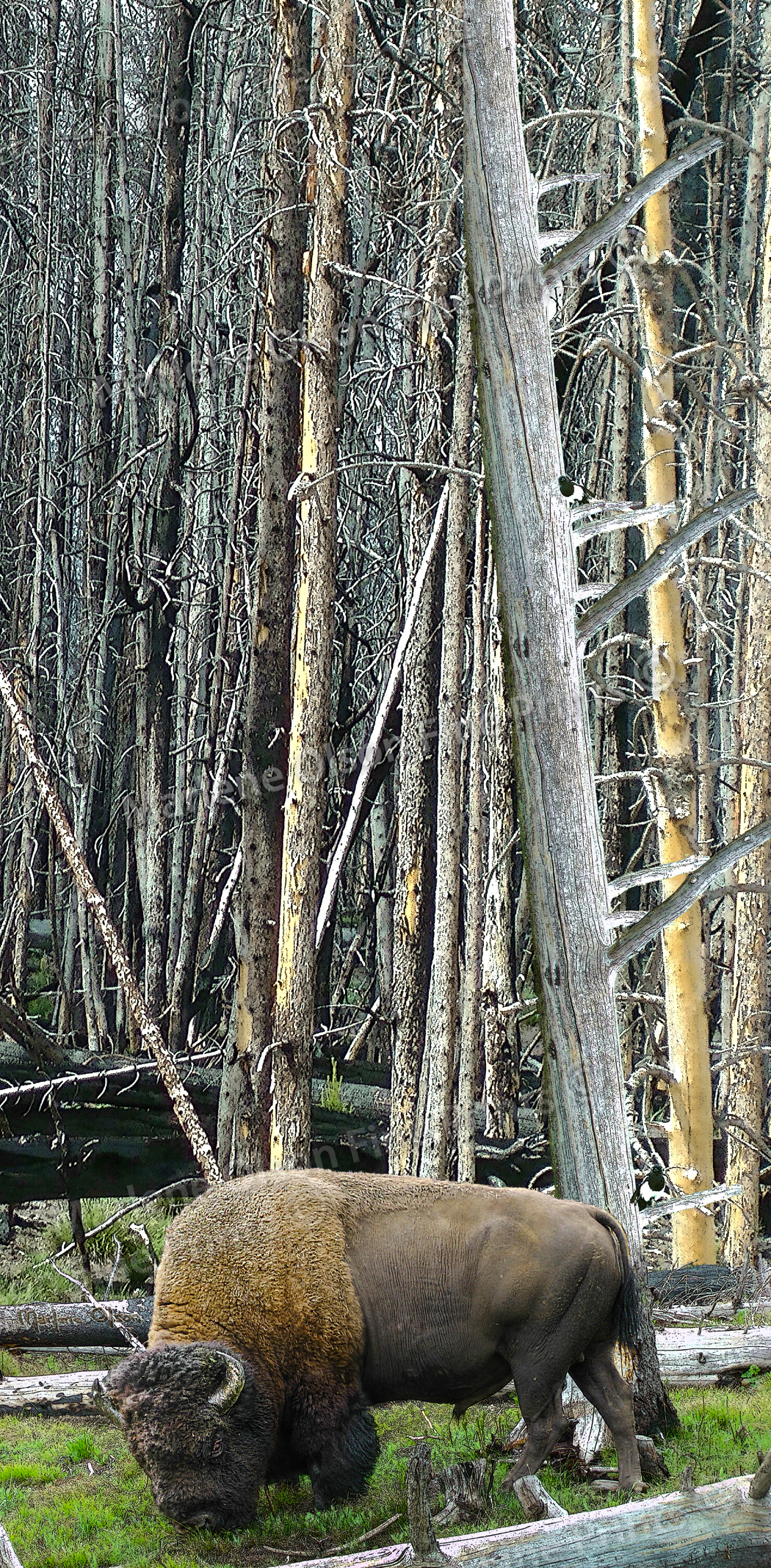 After the Fire by Marlene Olson