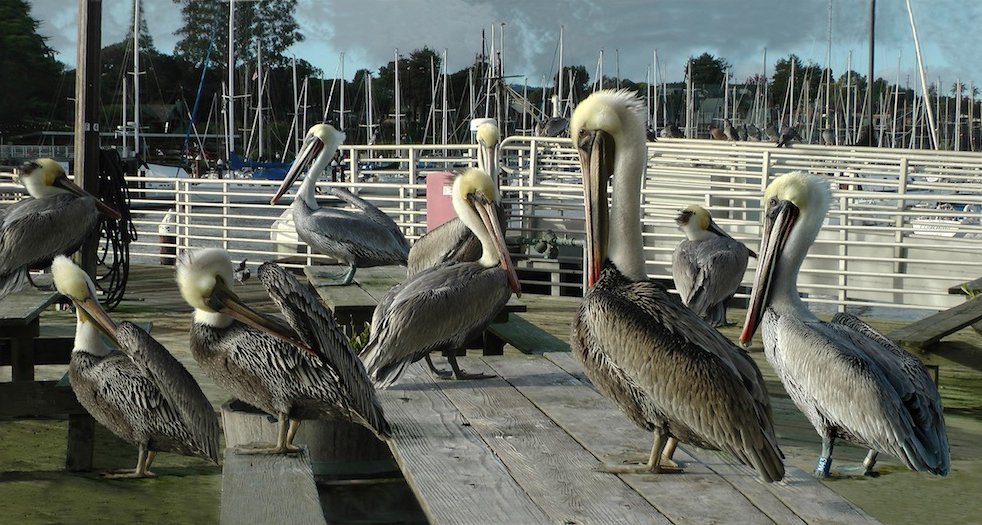 Pelican Convention – Marlene Olson Seascapes