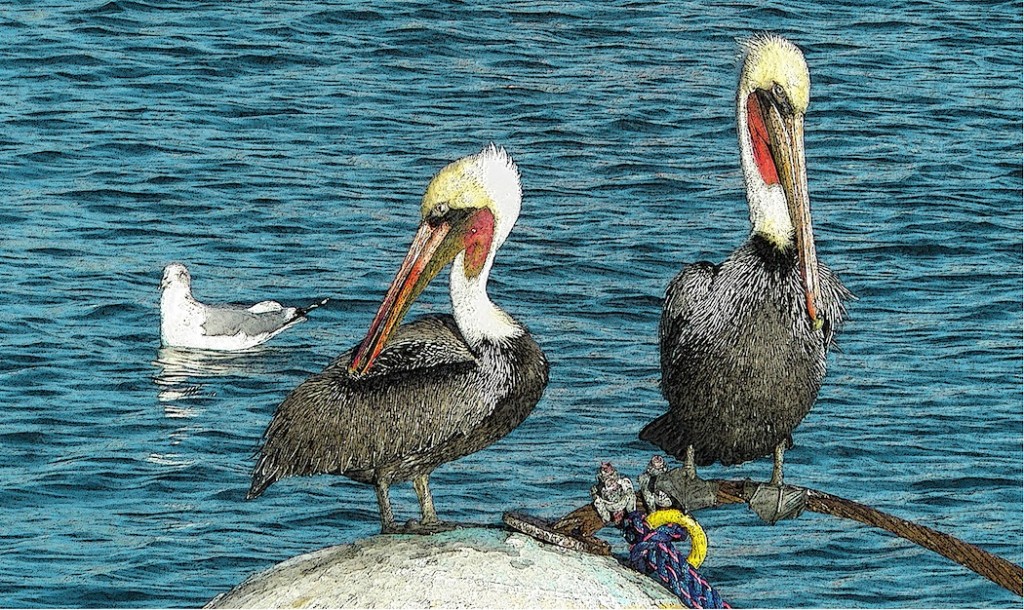 Pelicans and Buoy – Marlene Olson Seascapes