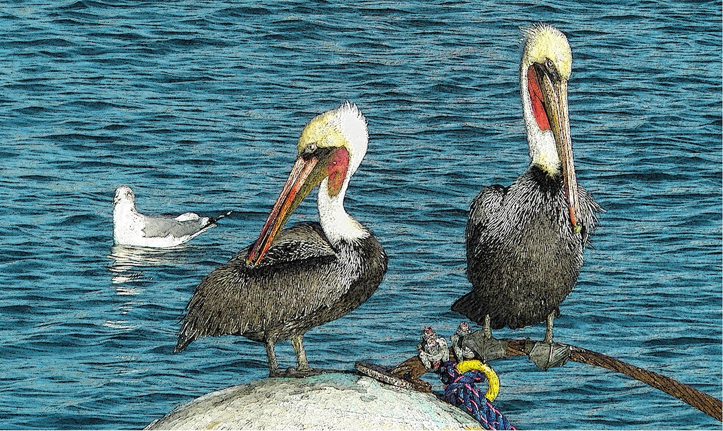Pelicans and Buoy by Marlene Olson