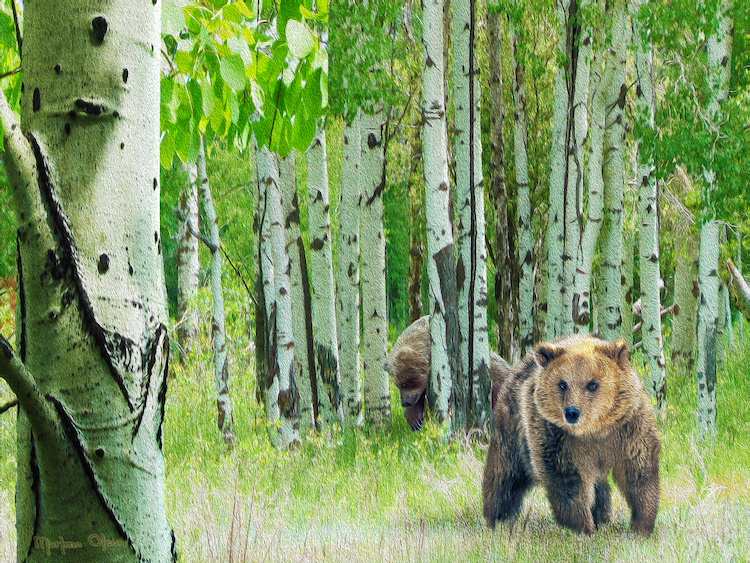 American Western Landscapes by Marlene Olson – Jackson Hole Grizzly
