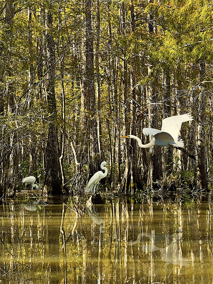 Louisiana Bayou and Great White Egrets Marlene Olson