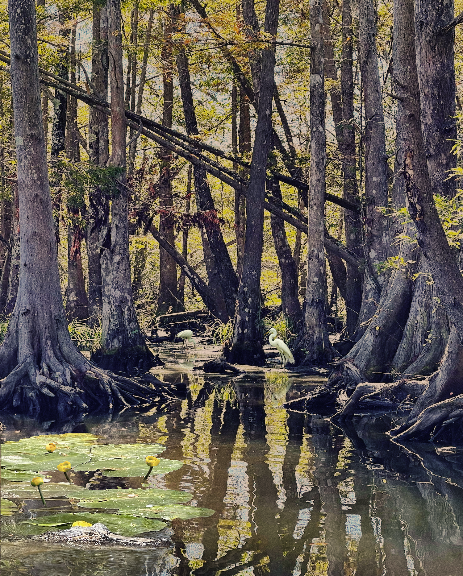 Louisiana Bayou, Egrets and Alligator Marlene Olson